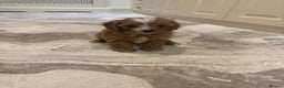 Toy Poodle dogs for stud: Quinn Red & white Toy Poodle for Stud ONLY. in Northampton - Advert 33