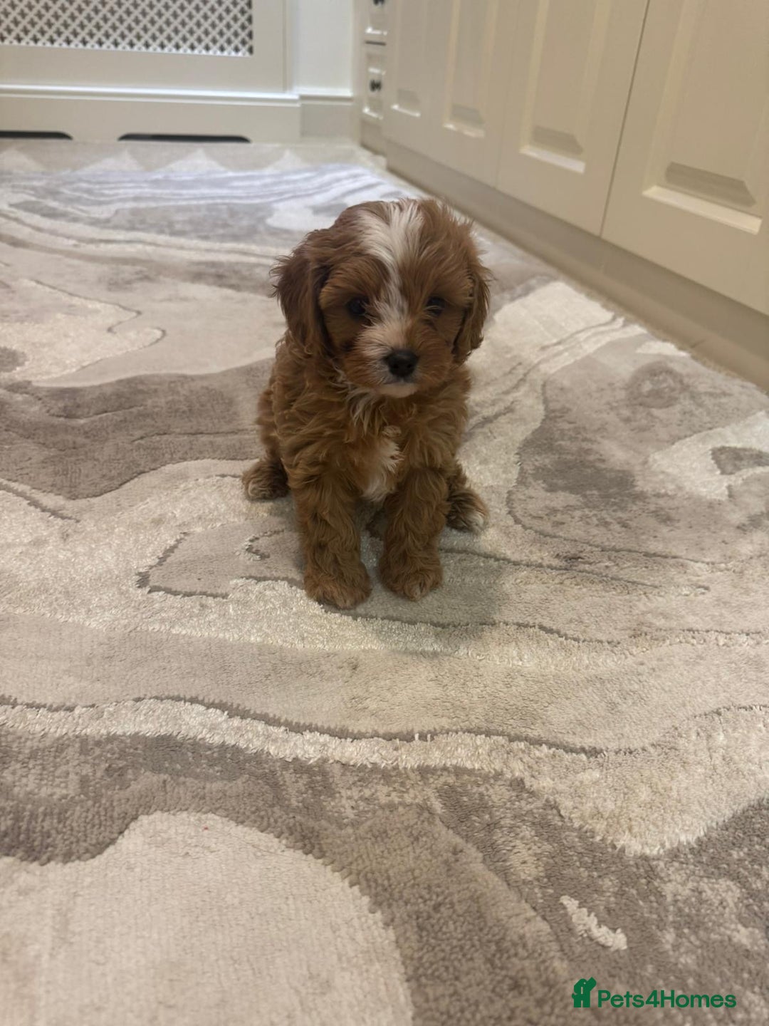 Toy Poodle dogs for stud: Quinn Red & white Toy Poodle for Stud ONLY. in Northampton - Advert 33