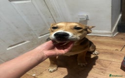 Mixed Breed dogs for sale: Need forever home ❤️ - Image 8