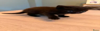 Mixed Breed Kitten 1