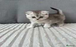 Scottish Fold cats for sale: Scotish fold kittens  - Image 5