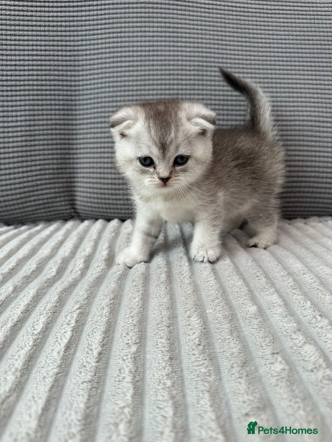 Scottish Fold cats for sale: Scotish fold kittens  - Image 5