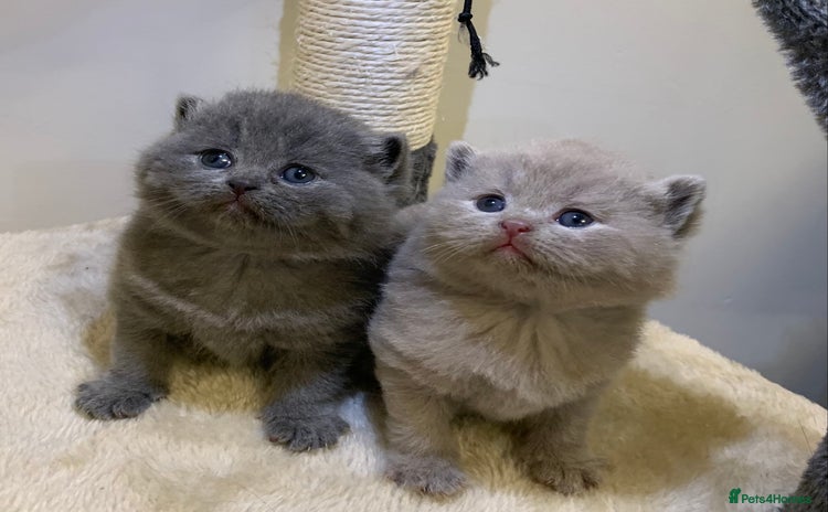 British Shorthair cats for sale - Advert 1