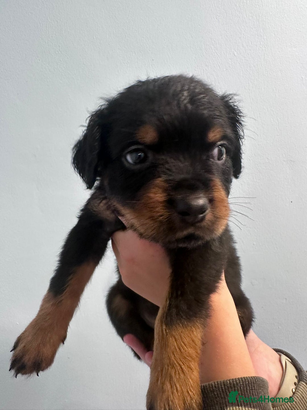 Rottweiler dogs for sale: 🐾 Pure Bred Rottweiler Puppies 🐾 - Image 18