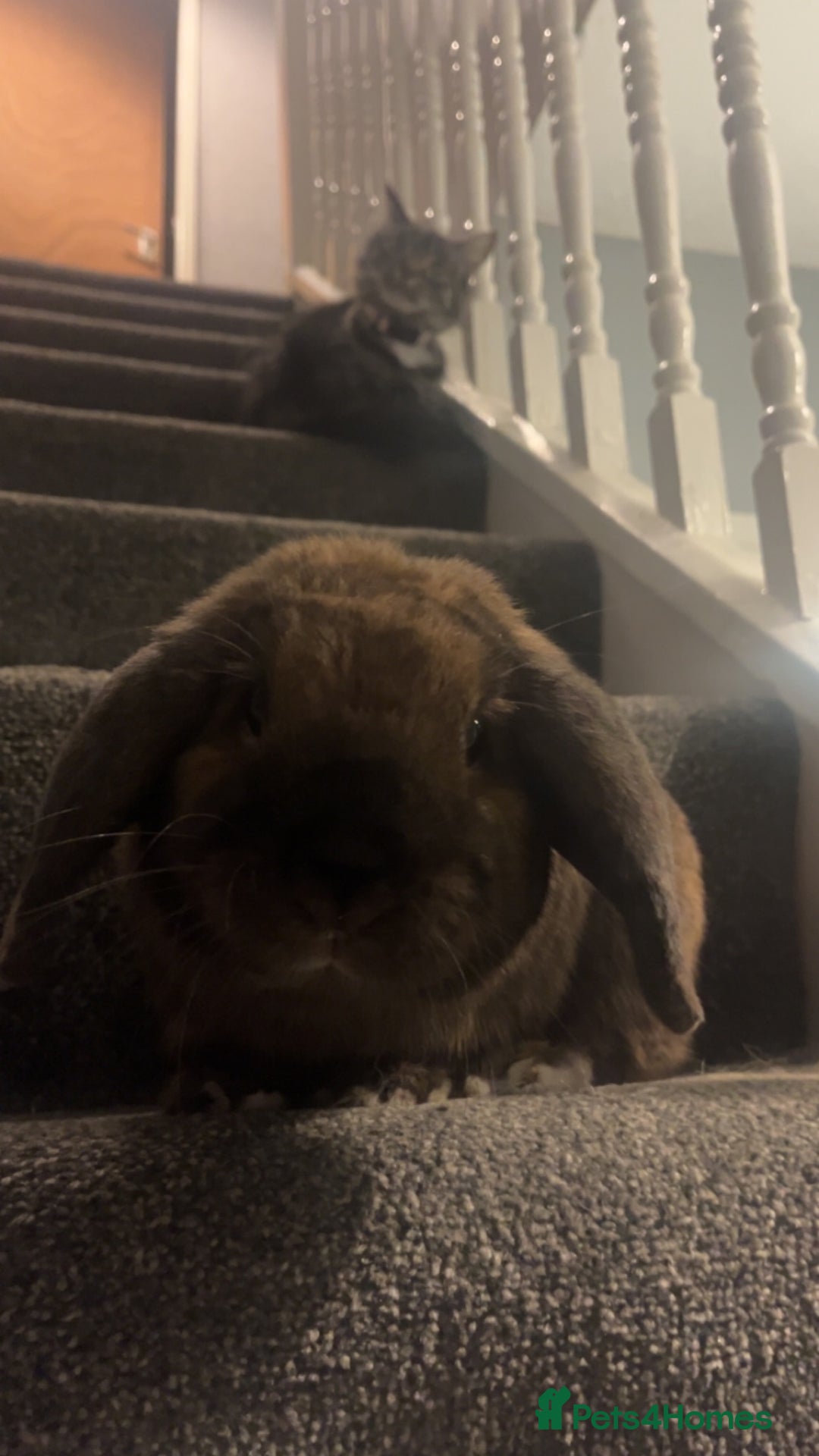 German Lop rabbits for sale: Home bunny - Image 4
