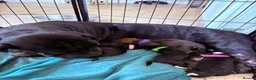 Mixed Breed dogs for sale: Shar pei X Akita puppy’s  - Advert 6