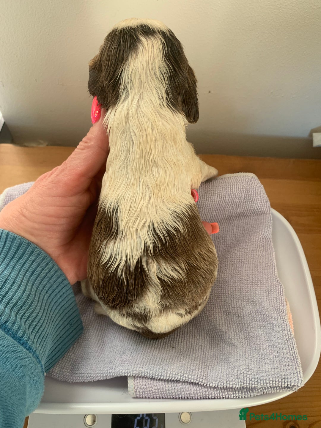 Cocker Spaniel dogs for sale: Beautiful show line cocker spaniel puppies  - Advert 18