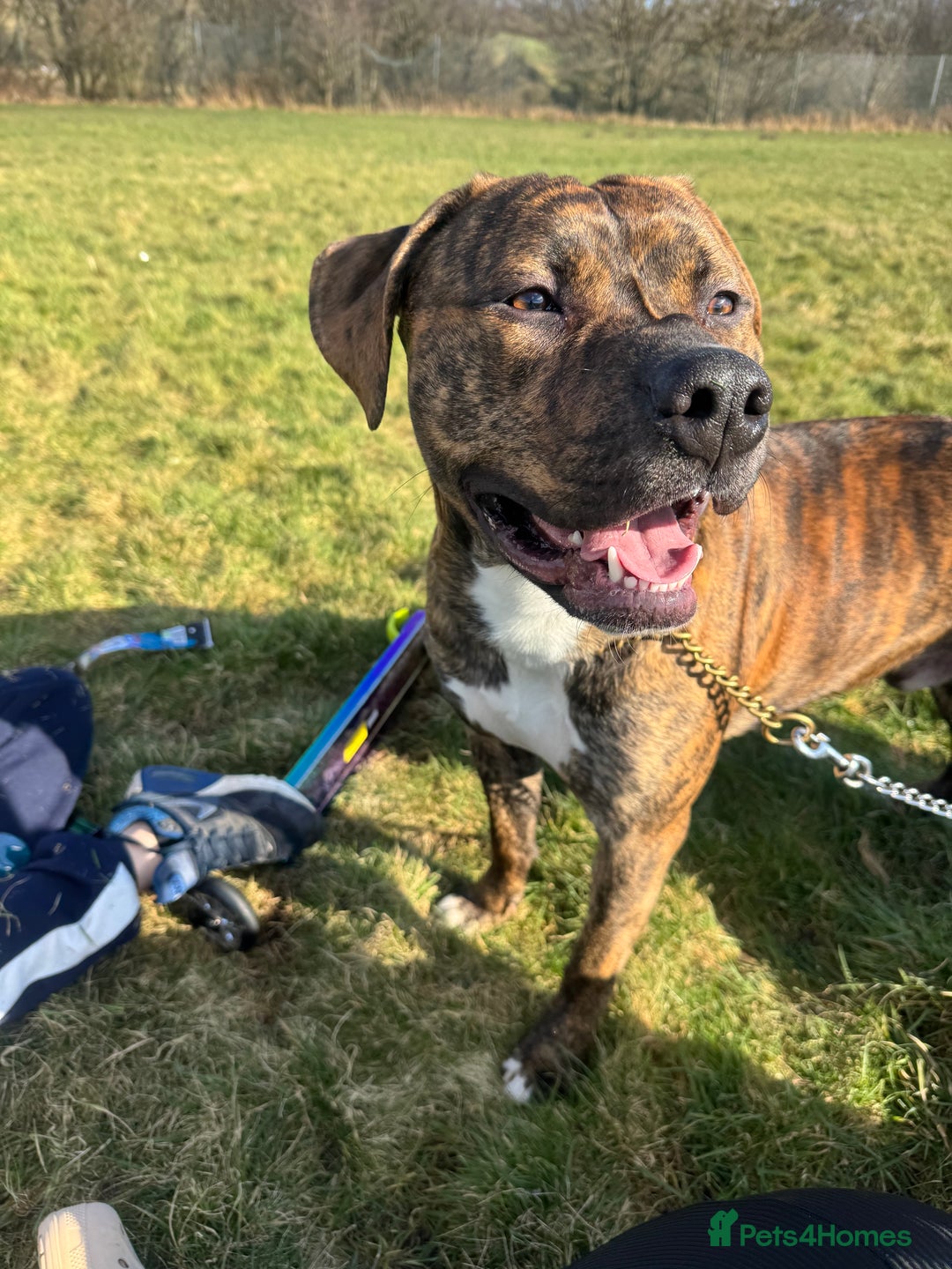 Mixed Breed dogs for sale: Mylo (Free to a good home) - Image 4
