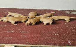 Labrador Retriever dogs for sale: Stunning fox red labrador puppies for sale - Image 12