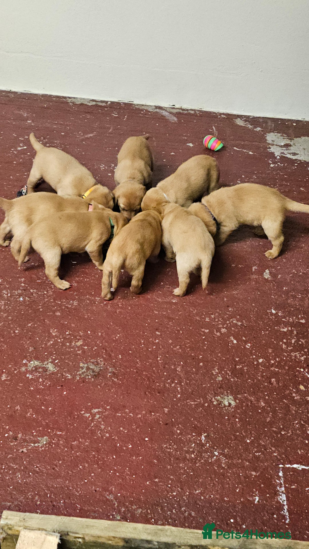 Labrador Retriever dogs for sale: Stunning fox red labrador puppies for sale - Image 12