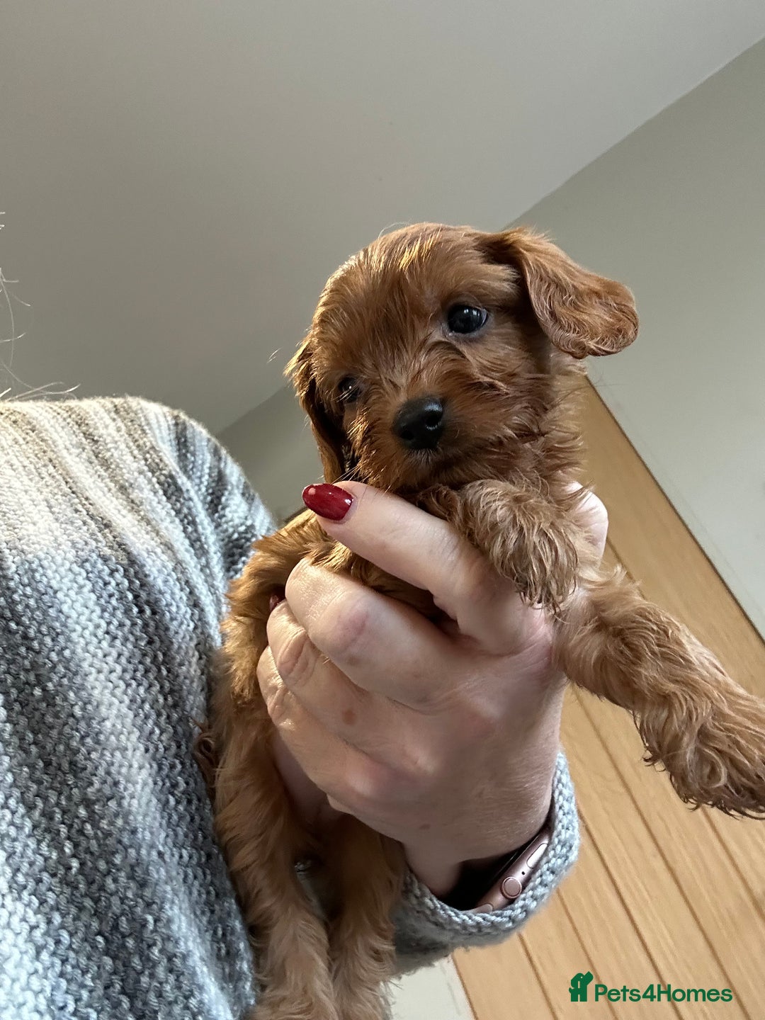 Cavapoo dogs for sale: Cavapoo puppies - Advert 4