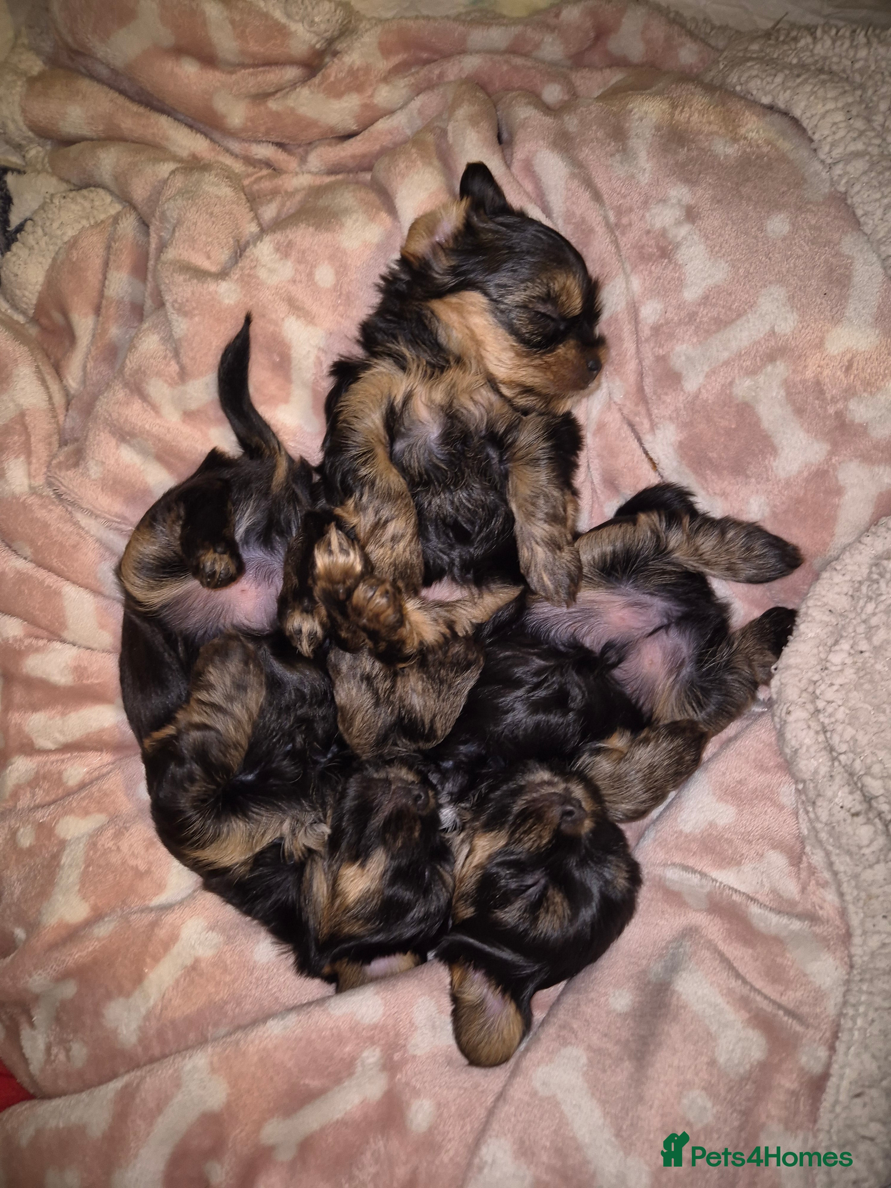 Yorkshire Terrier dogs Yorkshire terrier puppies looking for loving homes - Advert 1