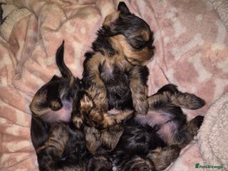 Yorkshire Terrier dogs Yorkshire terrier puppies looking for loving homes - Advert 1