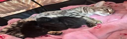 Mixed Breed cats for sale: Bengal mix kittens  - Advert 6
