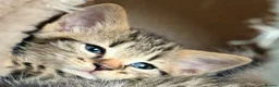 Mixed Breed cats for sale: Beautiful Bonded Tabby Boys – Reggie & Ronnie  - Advert 10