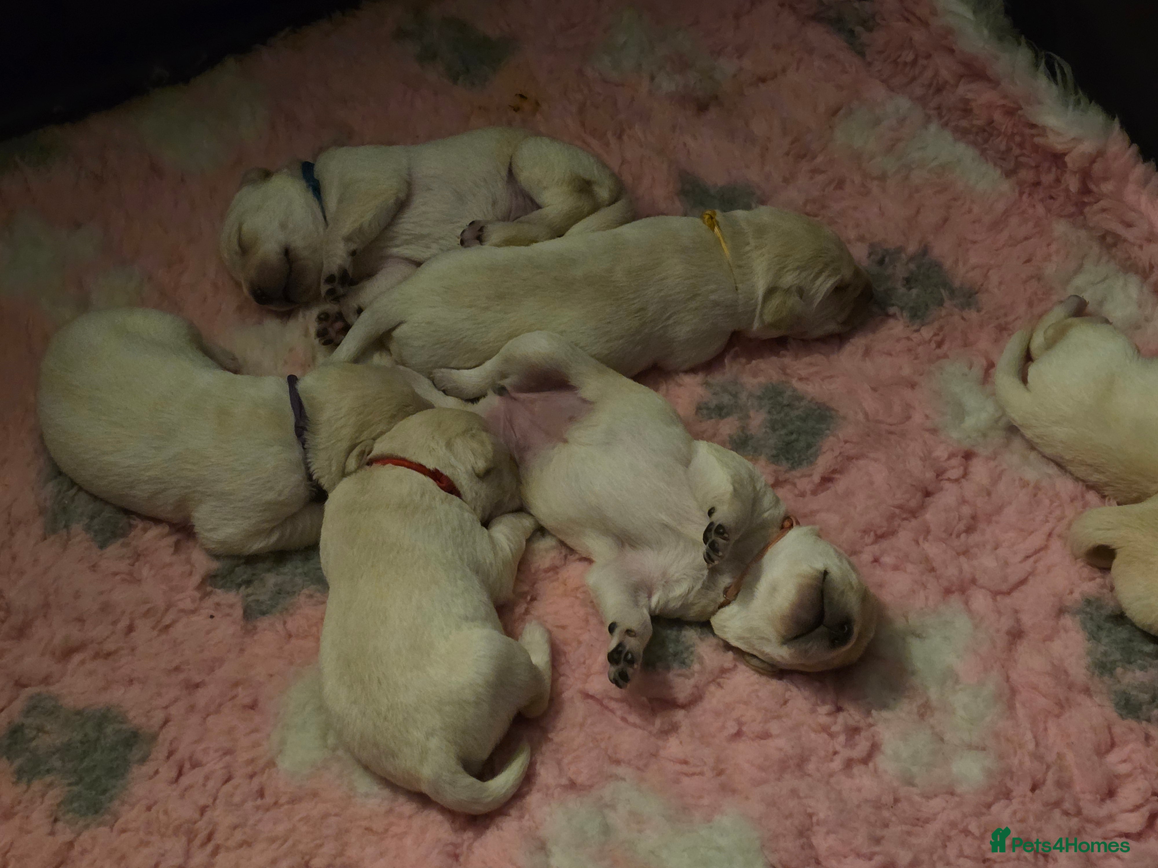 Labrador Retriever dogs Stunning golden labrador pups from strong lines   - Advert 11