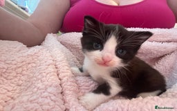 Mixed Breed cats for sale: 2 kittens  - Image 16