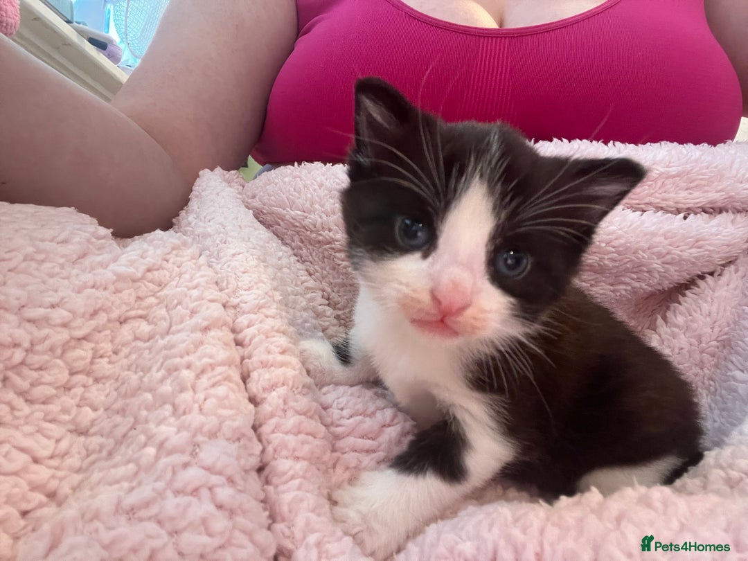 Mixed Breed cats for sale: 2 kittens  - Image 16