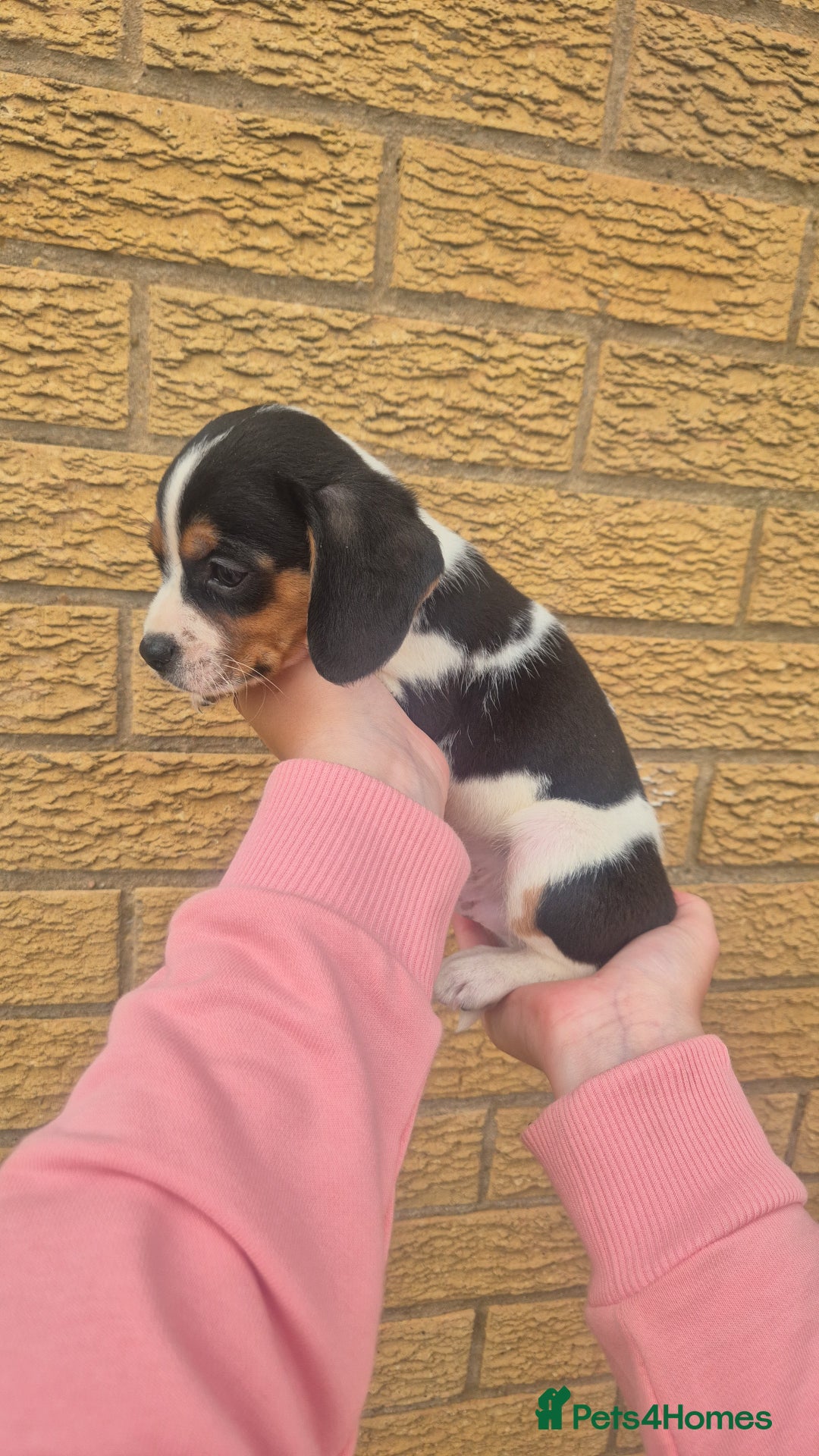 Mixed Breed dogs for sale: Jack russell x cavalier king Charles  - Image 11