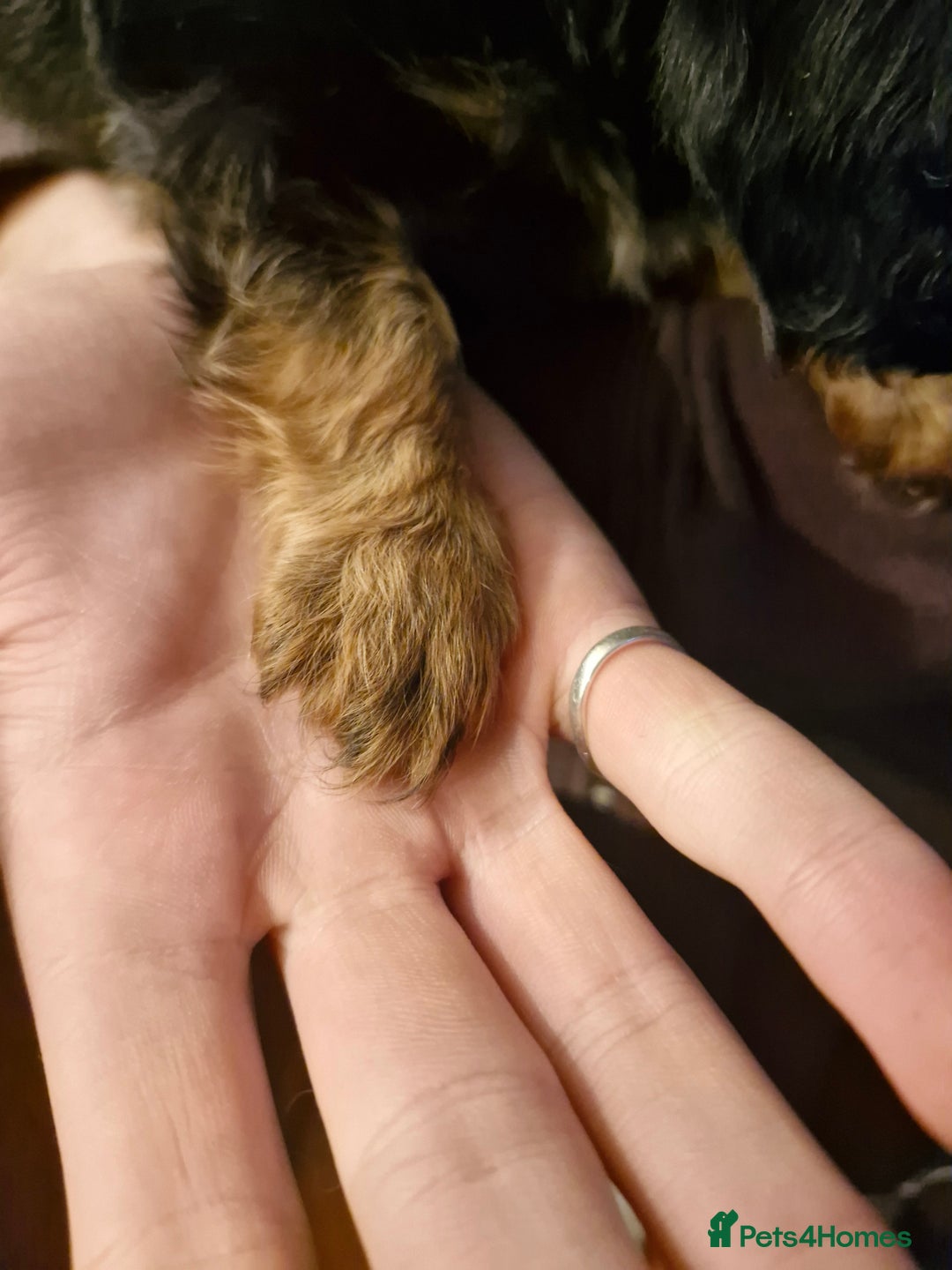 Cavalier King Charles Spaniel dogs for sale: KC Cavalier King Charles ÐNA tested parents  - Image 16
