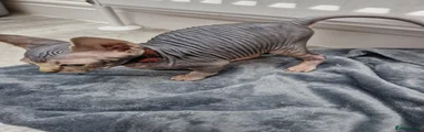 Sphynx 1