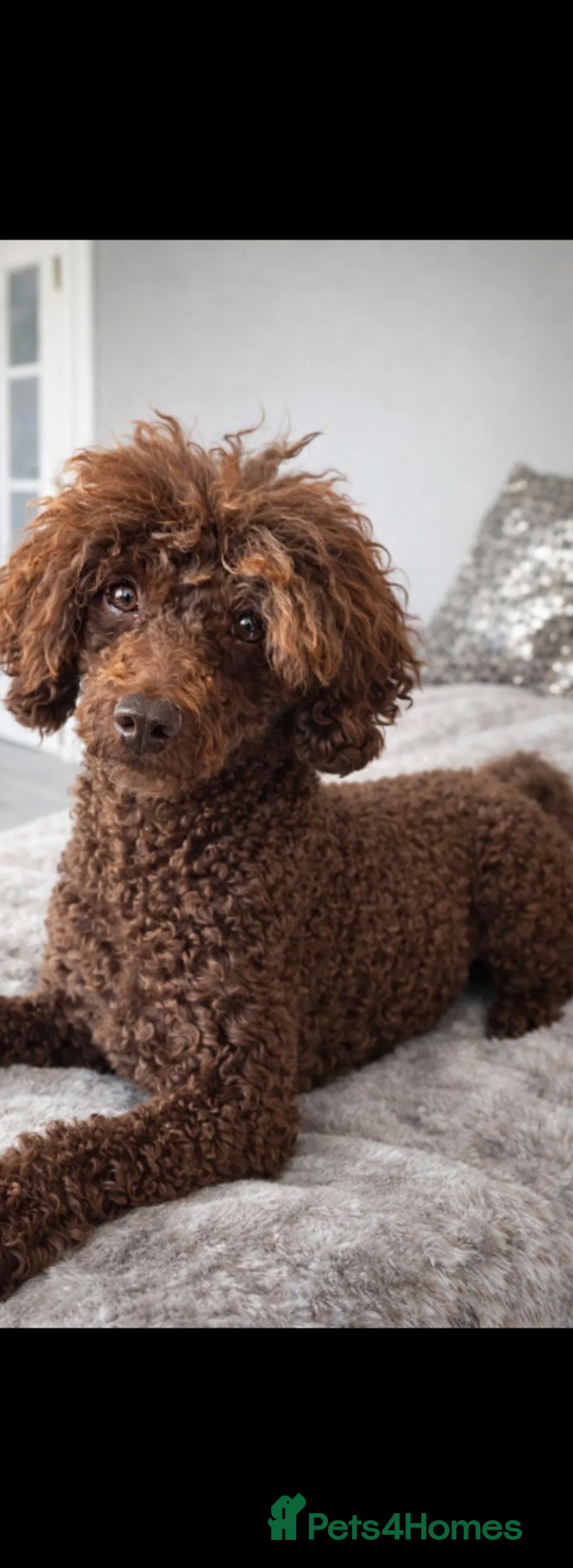 Toy Poodle dogs for stud: Beautiful toy poodle stud - Advert 1