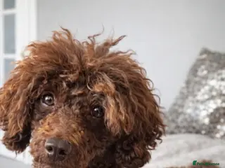 Toy Poodle dogs Beautiful toy poodle stud - Advert 2