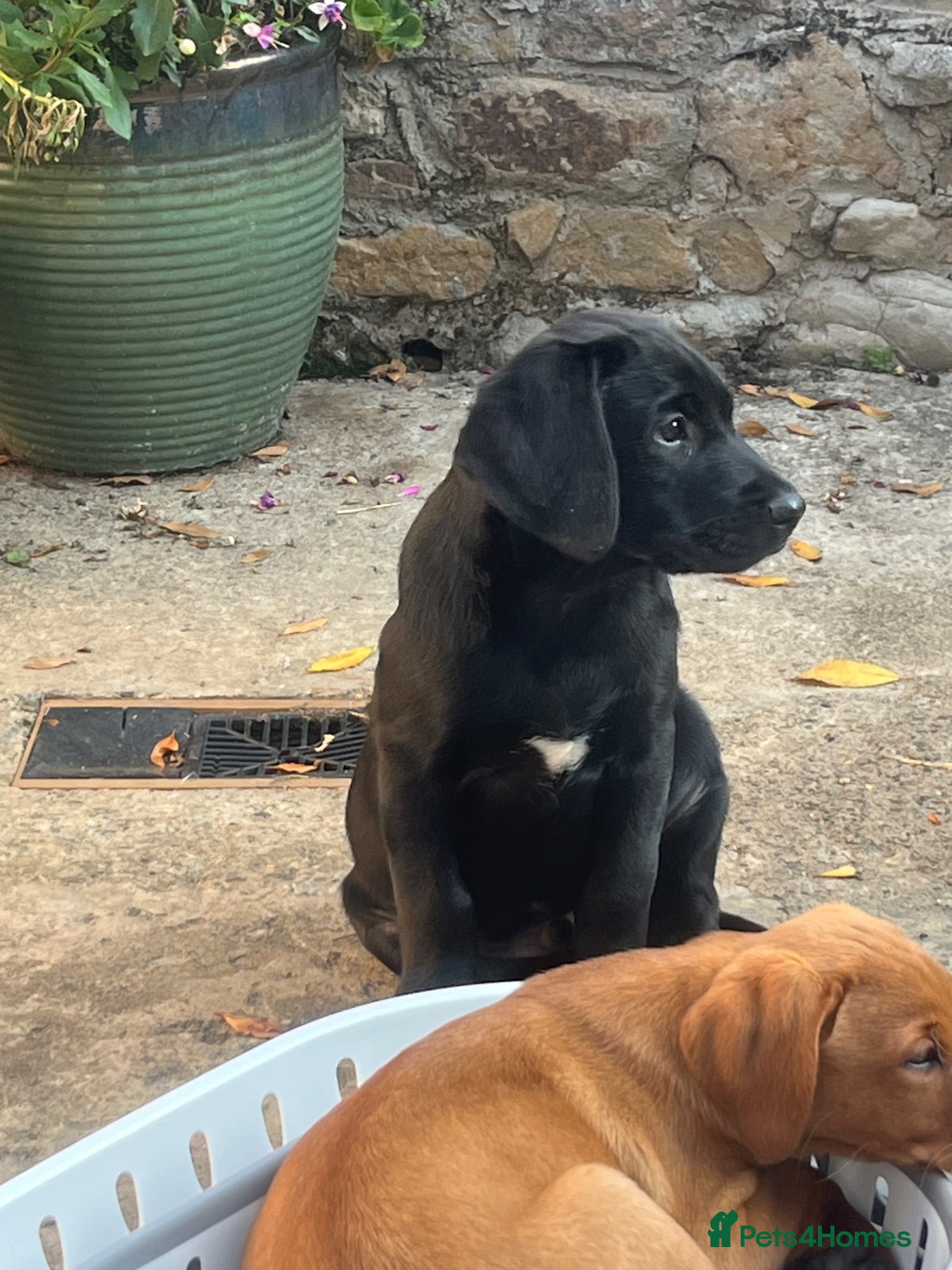 Labrador Retriever dogs Labrador puppy 🐶  - Advert 15