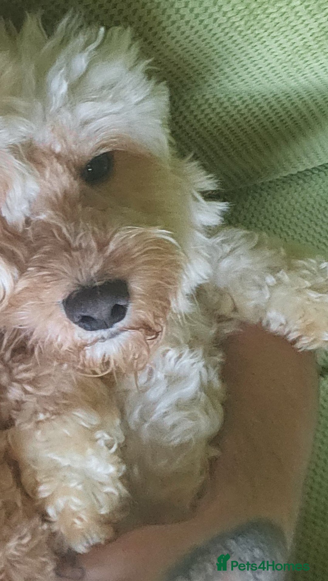 Cockapoo dogs for sale: Handsome Angel Boy Seeking Loving Forever Home. - Image 4