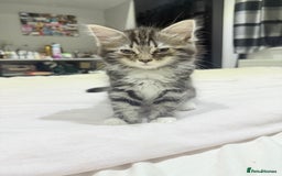 Ragdoll cats for sale: Ragdoll and Russian blue mix  - Image 8