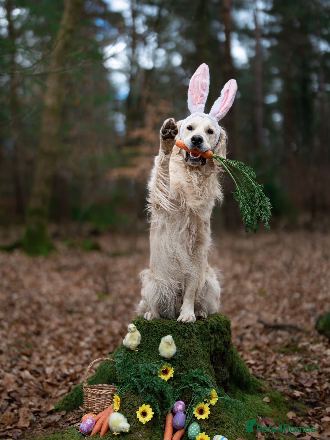 Golden Retriever dogs for stud: Fully health tested therapy dog  - Image 26