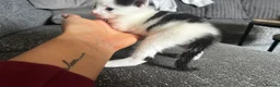 Mixed Breed cats for sale: 3 male kittens for sale  - Advert 21