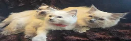 Ragdoll cats for sale: 🏆GCCF REG. EXTENSIVELY TESTED RAGDOLL KITTENS🌟 - Advert 3