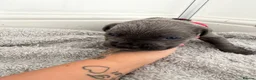 Cane Corso dogs for sale: 10 stunning cane corso puppies for sale!! - Advert 6