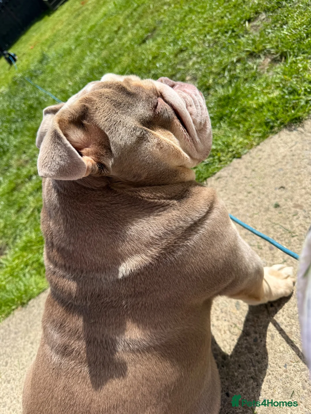 English Bulldog dogs for sale: English bulldog for sale PLEASE READ AD!  - Advert 2