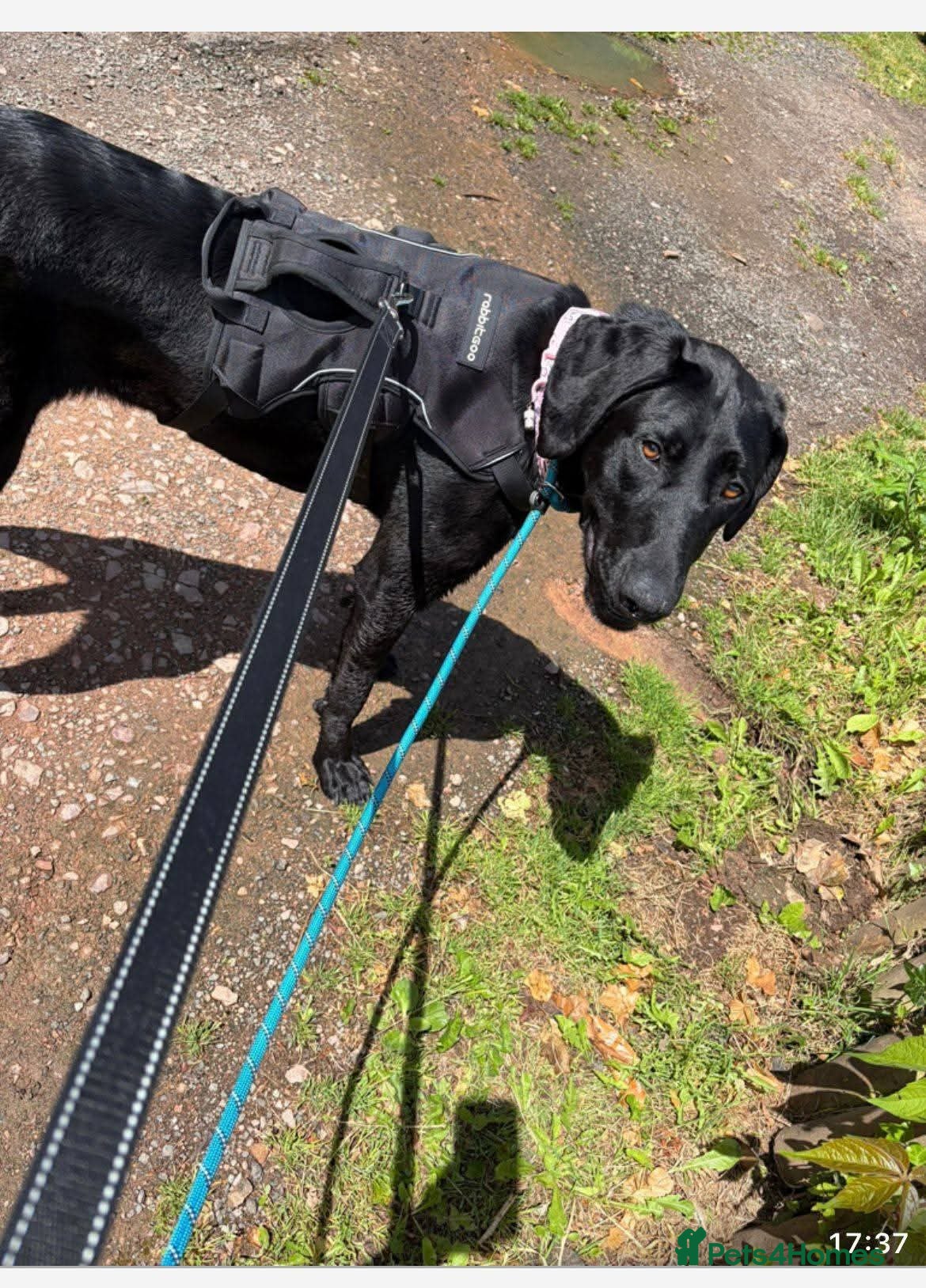 Mixed Breed dogs Meet Ellie, currently residing in Wiltshire  - Advert 1