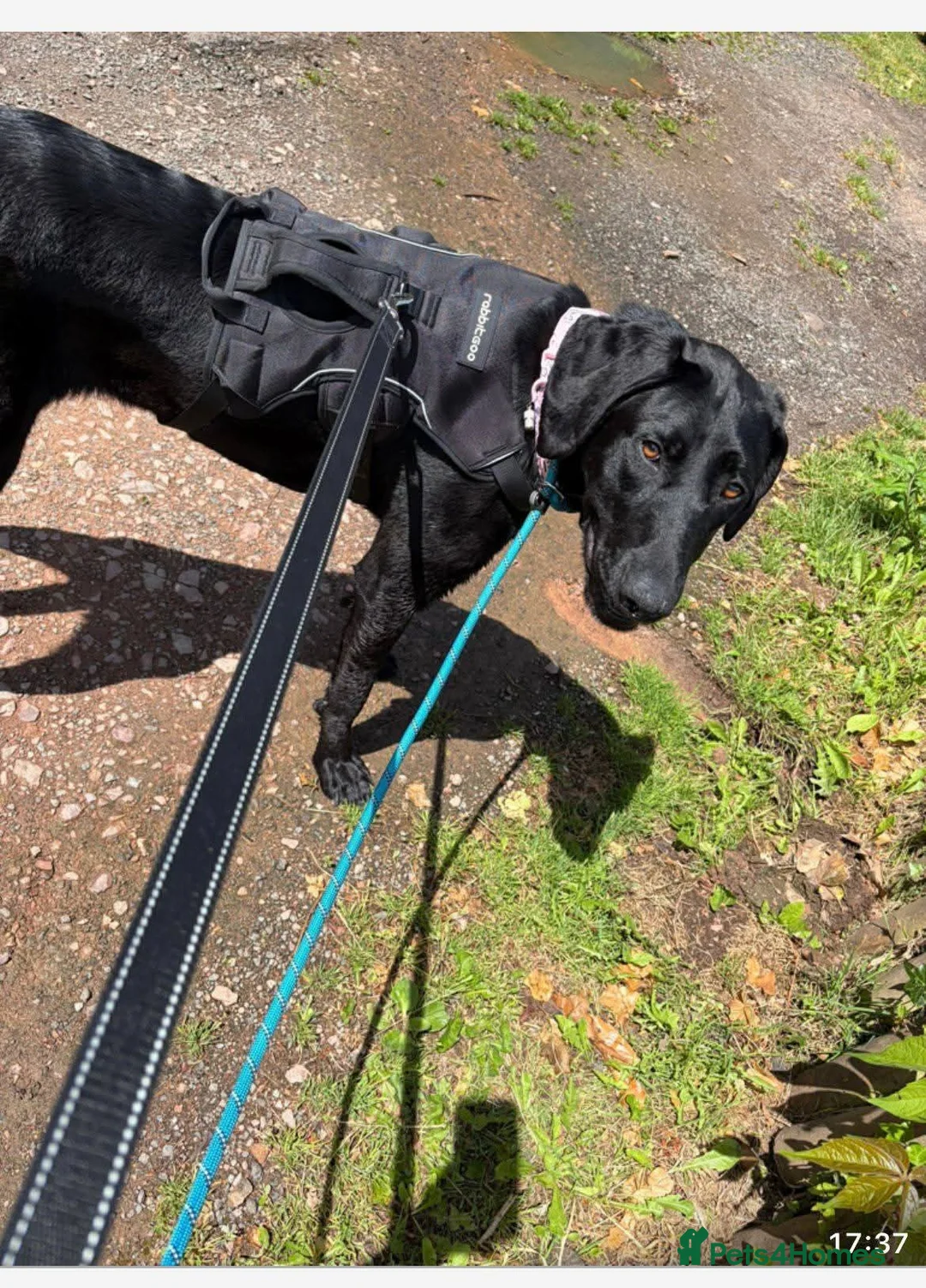 Mixed Breed dogs for adoption: Meet Ellie, currently residing in Wiltshire  in Swindon - Advert 1