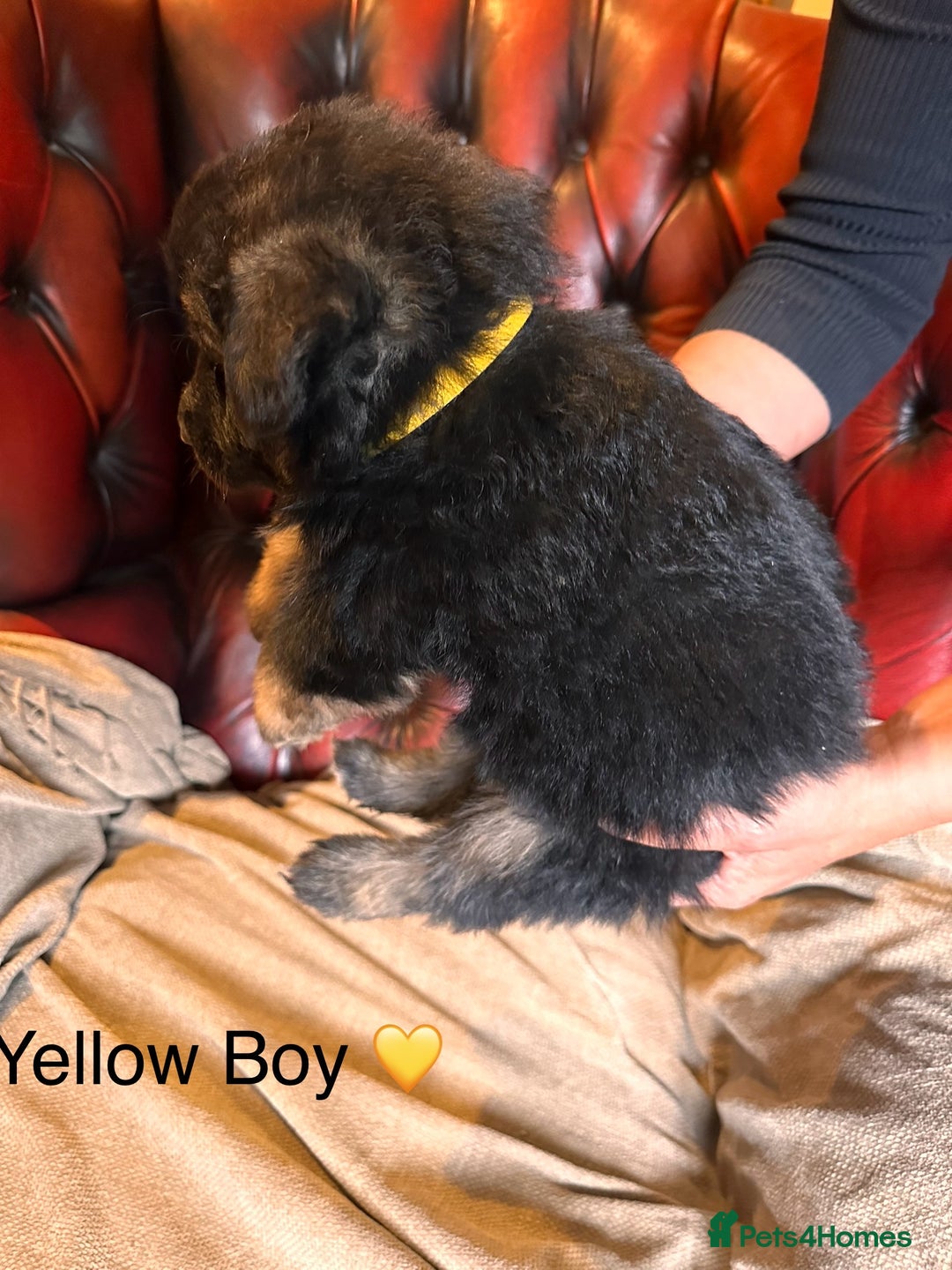 German Shepherd dogs for sale: Long-Haired Straight Back German Shepherd Puppies - Image 4