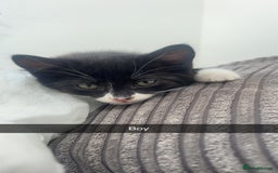 Mixed Breed cats for sale: 3 kittens urgently looking for new home  - Image 25