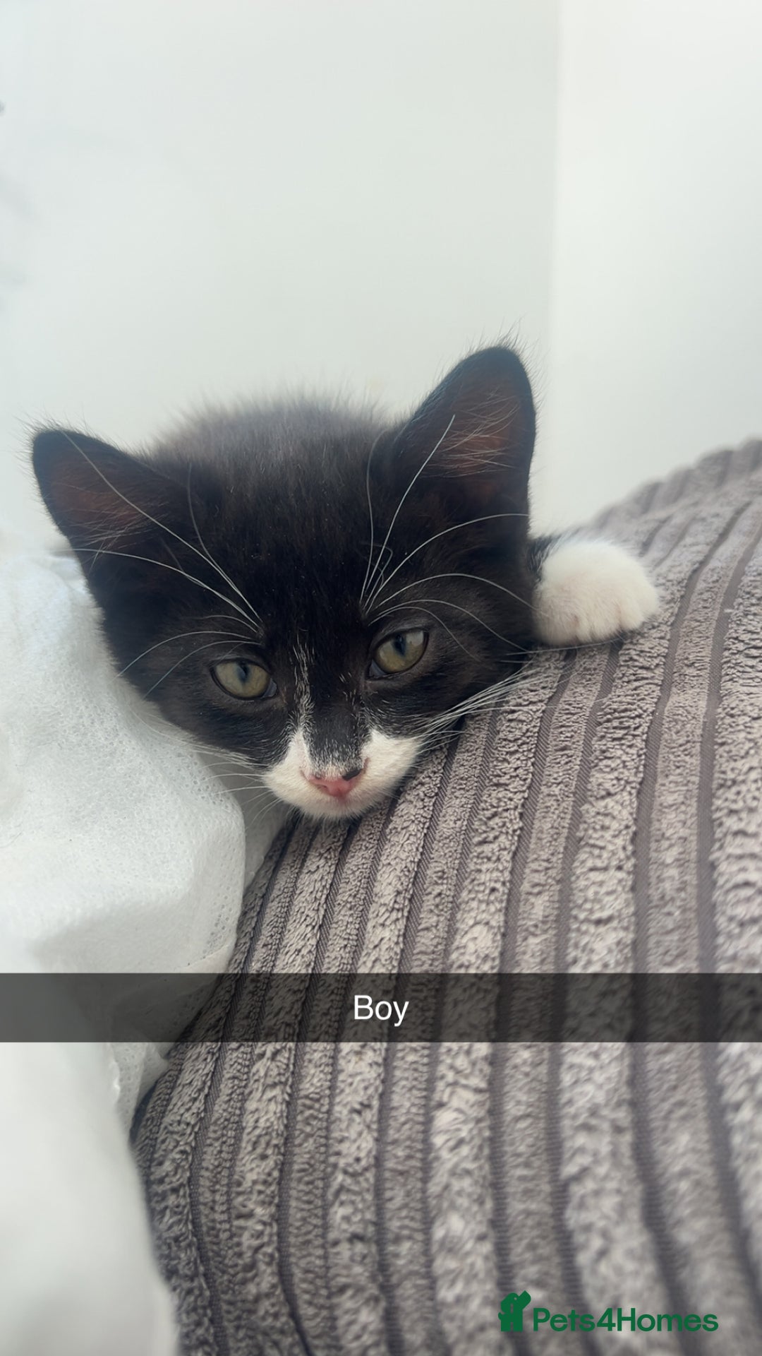 Mixed Breed cats for sale: 3 kittens urgently looking for new home  - Image 25