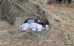 Cocker Spaniel dogs for sale: Beautiful cocker puppies - Image 23
