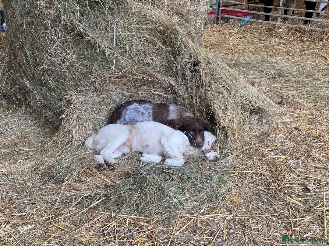 Cocker Spaniel dogs for sale: Beautiful cocker puppies - Image 23