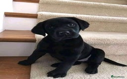 Labrador Retriever dogs for sale: labrador puppies looking for new homes  - Image 2