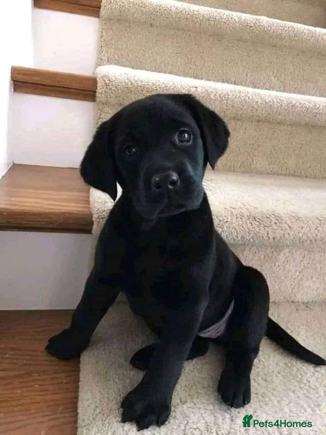 Labrador Retriever dogs for sale: labrador puppies looking for new homes  - Image 2