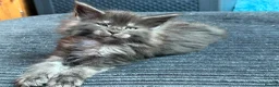Maine Coon cats for sale: Beautiful GCCF reg Maine coon kittens for sale  - Advert 3