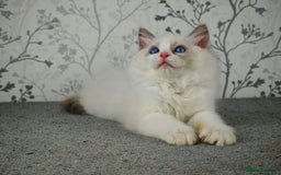 Ragdoll cats for sale: Regional Winner READY TO Go LAST BOY AND GIRL - Image 20