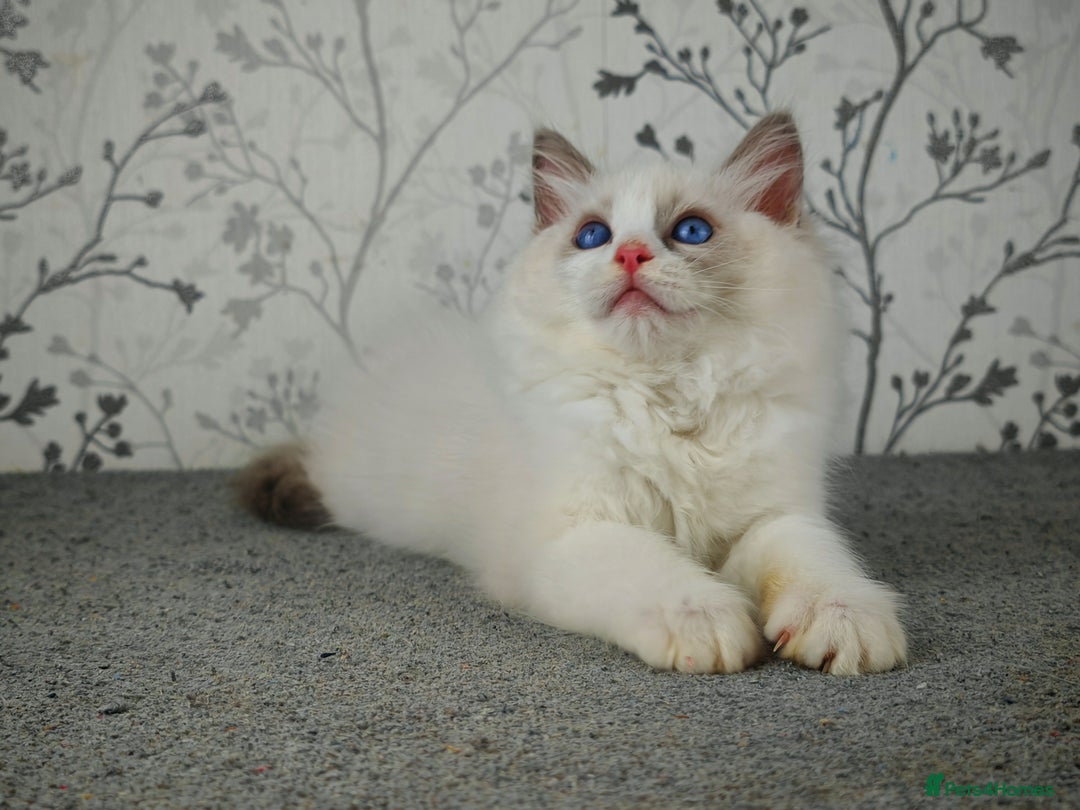Ragdoll cats for sale: Regional Winner READY TO Go LAST BOY AND GIRL - Image 20