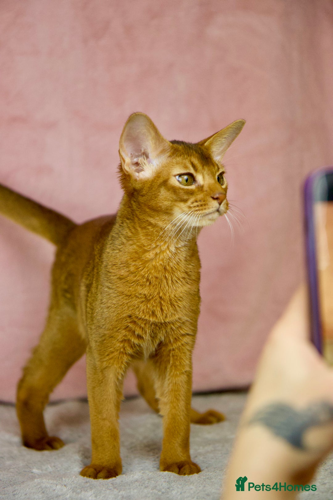 Abyssinian cats for sale: Gorgeous Abyssinian Kittens Only Sorrel girl left  - Advert 16