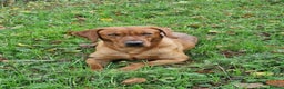 Labrador Retriever dogs for stud: Stunning Fox Red Labrador at stud  in Gloucester - Advert 11