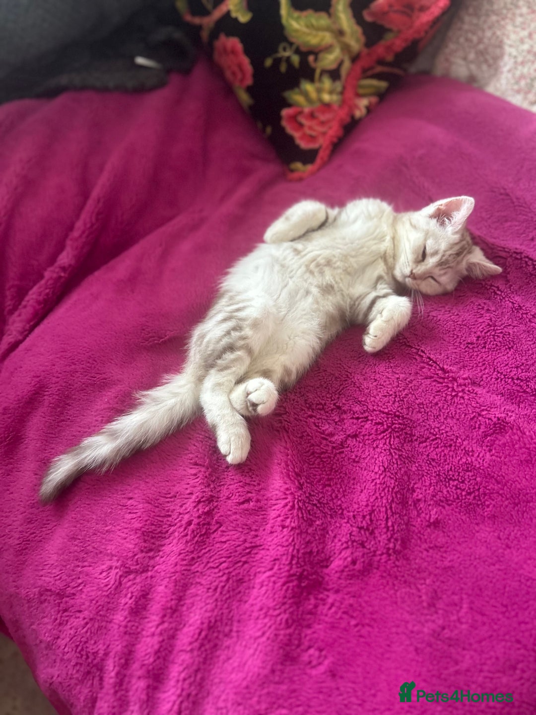 Scottish Fold cats for sale: Beautiful Scottish fold baby’s  in Reading - Image 16